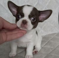Chihuahua Puppies for sale in Decatur, GA 30033, USA. price: $700