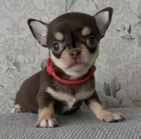 Chihuahua Puppies for sale in Decatur, GA 30033, USA. price: $600