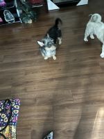 Chihuahua Puppies for sale in 2218 H Ave, Dickinson, TX 77539, USA. price: NA