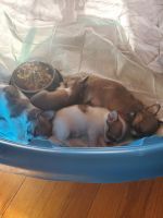 Chihuahua Puppies for sale in Shreveport, LA, USA. price: $1,500