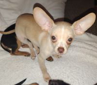 Chihuahua Puppies for sale in Ellenwood, GA, USA. price: $150