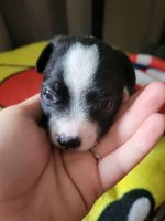 Chihuahua Puppies for sale in Spokane Valley, WA, USA. price: $500
