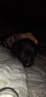 Chihuahua Puppies for sale in Lithia Springs, GA 30122, USA. price: $400