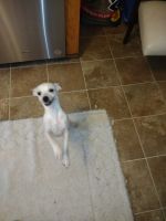 Chihuahua Puppies for sale in Ellenwood, GA, USA. price: $150