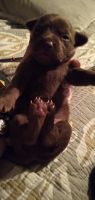 Chihuahua Puppies for sale in Lithia Springs, GA 30122, USA. price: $400