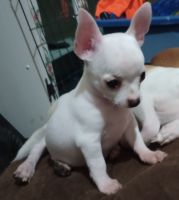 Chihuahua Puppies for sale in Richland, MO 65556, USA. price: $700