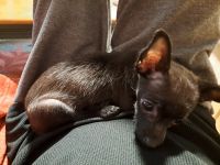 Chihuahua Puppies for sale in Travelers Rest, SC, USA. price: $300