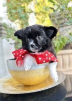 Chihuahua Puppies for sale in Sacramento, CA, USA. price: $3,500