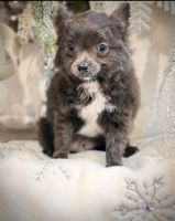 Chihuahua Puppies for sale in Sacramento, CA, USA. price: $3,500