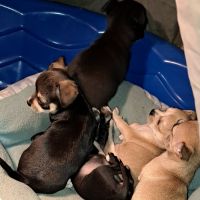 Chihuahua Puppies for sale in Laurinburg, North Carolina. price: $600