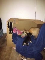 Chihuahua Puppies for sale in Amarillo, Texas. price: $5,000
