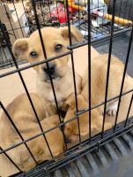 Chihuahua Puppies for sale in Tuscaloosa, Alabama. price: $150