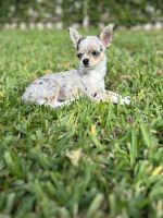 Chihuahua Puppies for sale in Boca Raton, Florida. price: $4,900