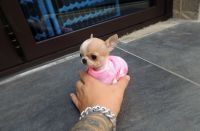 Chihuahua Puppies for sale in Toronto, Ontario. price: NA