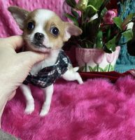 Chihuahua Puppies for sale in Tracy, CA, USA. price: $1,800