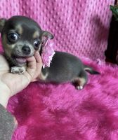 Chihuahua Puppies for sale in Tracy, CA, USA. price: $3,500
