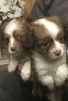 Chihuahua Puppies for sale in Tarrs, PA 15679, USA. price: $300