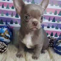 Chihuahua Puppies for sale in  Glencoe, Arkansas. price: $500