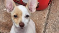 Chihuahua Puppies for sale in Hobe Sound, Florida. price: $35,000