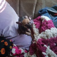 Chihuahua Puppies for sale in Dobbins, California. price: $250