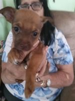 Chihuahua Puppies for sale in Prescott, Arizona. price: $250