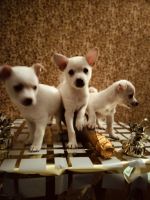 Chihuahua Puppies for sale in Stockton, CA, USA. price: $350
