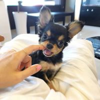 Chihuahua Puppies for sale in Philadelphia, Pennsylvania. price: $400