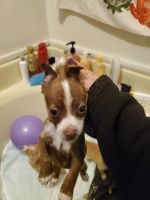 Chihuahua Puppies for sale in Camarillo, CA, USA. price: $500