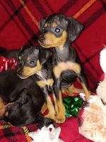 Chihuahua Puppies for sale in Phoenix, Arizona. price: $350