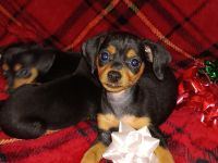 Chihuahua Puppies for sale in Phoenix, Arizona. price: $100