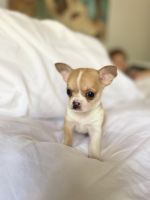 Chihuahua Puppies for sale in Southport, North Carolina. price: $2,200