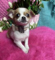 Chihuahua Puppies for sale in Tracy, California. price: $1,650
