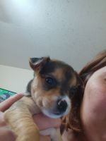 Chihuahua Puppies for sale in Lumberton, North Carolina. price: $75