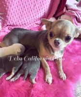 Chihuahua Puppies for sale in Tracy, California. price: $3,000