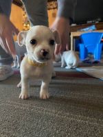 Chihuahua Puppies for sale in Detroit, MI, USA. price: $529