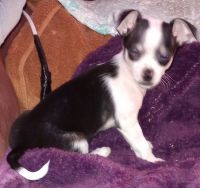 Chihuahua Puppies for sale in Townville, SC 29689, USA. price: NA