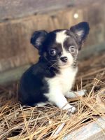 Chihuahua Puppies for sale in Southport, North Carolina. price: $2,500