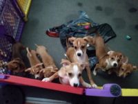 Chihuahua Puppies for sale in Spokane, Washington. price: $400