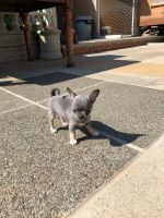 Chihuahua Puppies for sale in Miami, Florida. price: $500