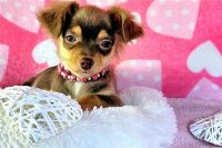 Chihuahua Puppies for sale in Chatsworth, California. price: $600