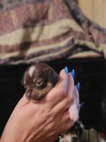 Chihuahua Puppies for sale in Marlow, OK 73055, USA. price: $200