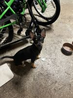 Chihuahua Puppies for sale in Tampa, Florida. price: $300