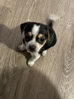Chihuahua Puppies for sale in Murfreesboro, Tennessee. price: $600