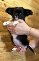 Chihuahua Puppies for sale in Semmes, Alabama. price: $3,000
