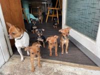 Chihuahua Puppies for sale in Winston Salem, North Carolina. price: $300