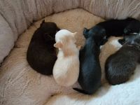 Chihuahua Puppies for sale in Amity, PA 15311, USA. price: $2,000