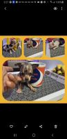 Chihuahua Puppies for sale in Fitchburg, Massachusetts. price: NA