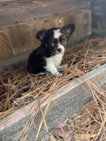 Chihuahua Puppies for sale in Southport, North Carolina. price: $1,800