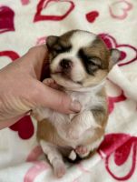 Chihuahua Puppies for sale in Dover, OH, USA. price: $1,450