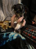 Chihuahua Puppies for sale in Myrtle Beach, South Carolina. price: $500